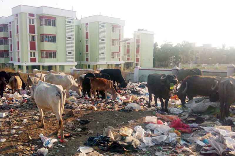 ಶಿವಮೊಗ್ಗ: ಅವ್ಯವಸ್ಥೆಯ ಆಗರವಾಗಿರುವ ಕಸ ವಿಲೇವಾರಿ ಘಟಕ; ಜಾನುವಾರುಗಳ ಹೊಟ್ಟೆ ಸೇರುತ್ತಿದೆ ಘನತ್ಯಾಜ್ಯ